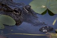 Internet reacts to the alligator sighting in Ave Maria (Image via Joe Raedle/Getty Images)